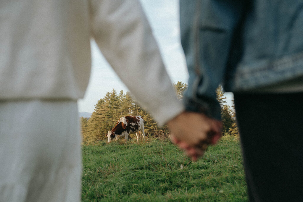 Close-up of couple holding hands with cow and fall forest in background during Vermont engagement session by Elsie Goodman.
