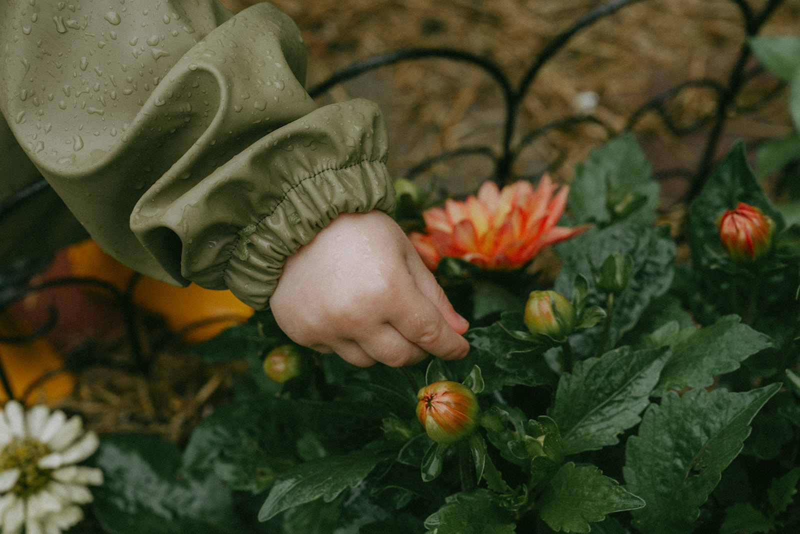 close up of a child picking flowers by maternity, family, and wedding photographer Elsie Goodman.