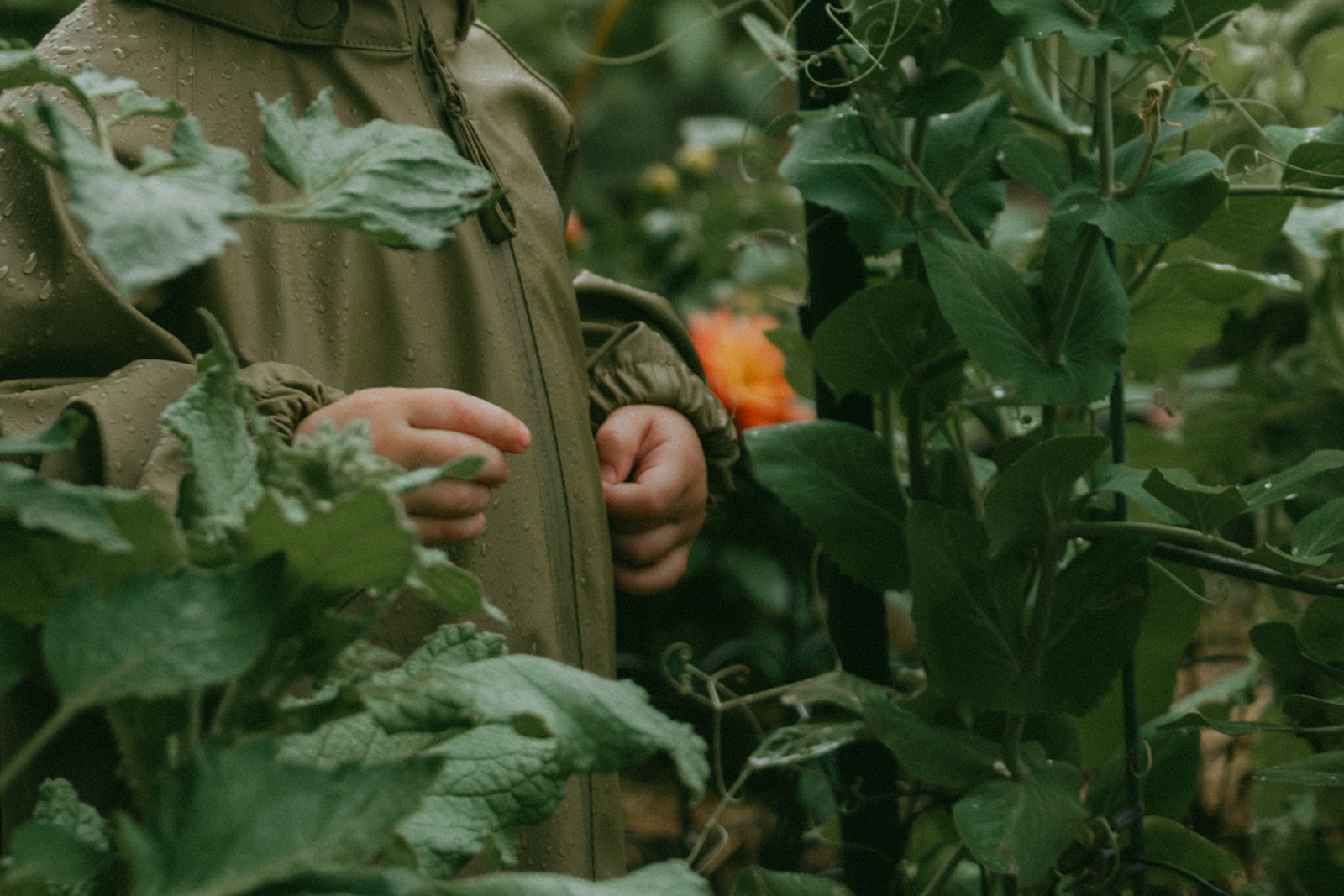Close up of a kids hands in the garden by maternity, family, and wedding photographer Elsie Goodman.